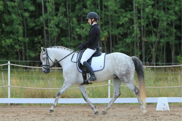 Dressage Introduction